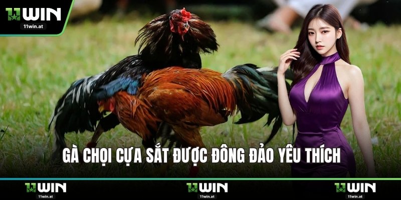 Gà chọi cựa sắt được đông đảo yêu thích