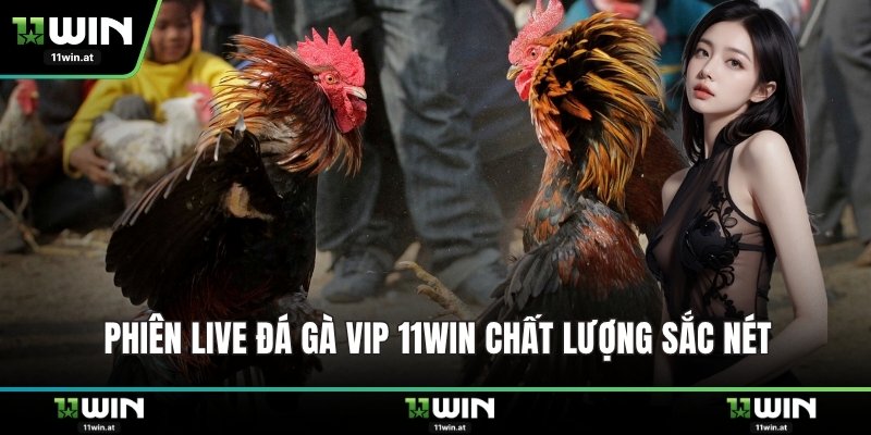 Phiên live đá gà VIP 11WIN chất lượng sắc nét