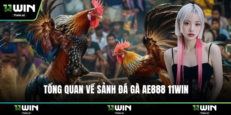 Tổng quan về sảnh đá gà AE888 11WIN