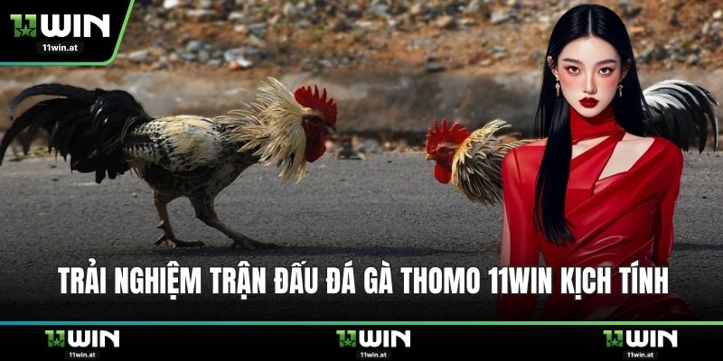 Trải nghiệm trận đấu đá gà thomo 11WIN kịch tính